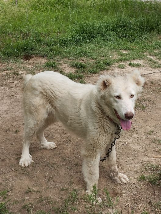 Toza Zotli Alabay Sotiladi Srochni