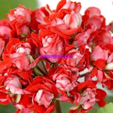 Пеларгония и глоксиния