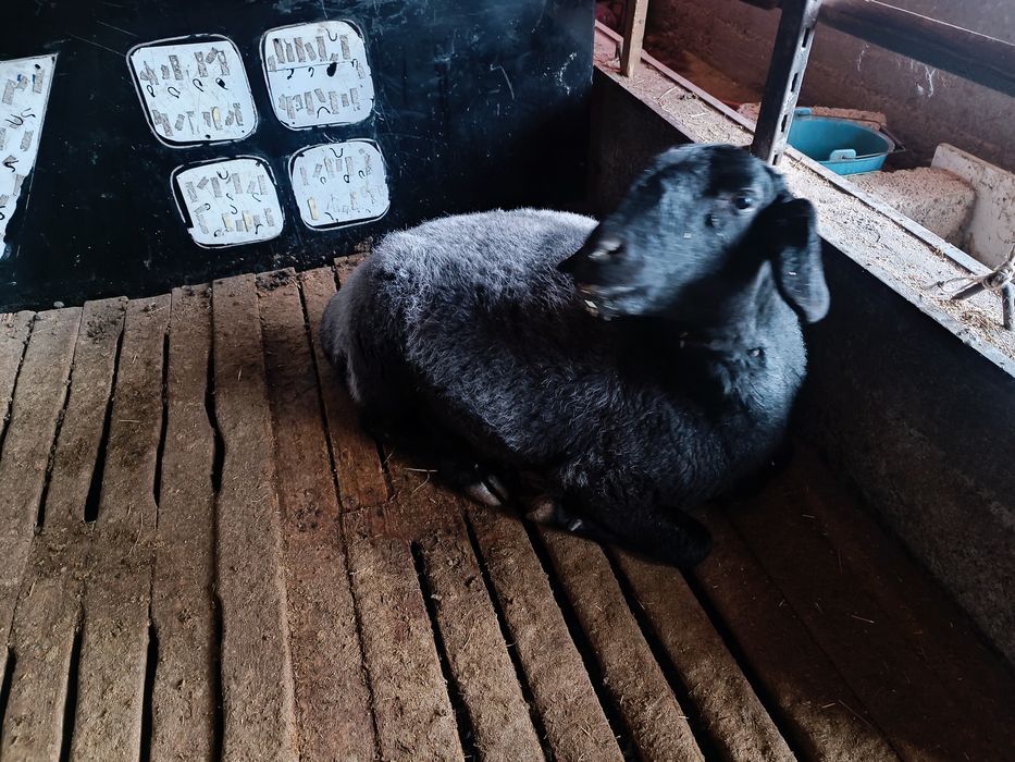 Овца взрослая гисарская породы