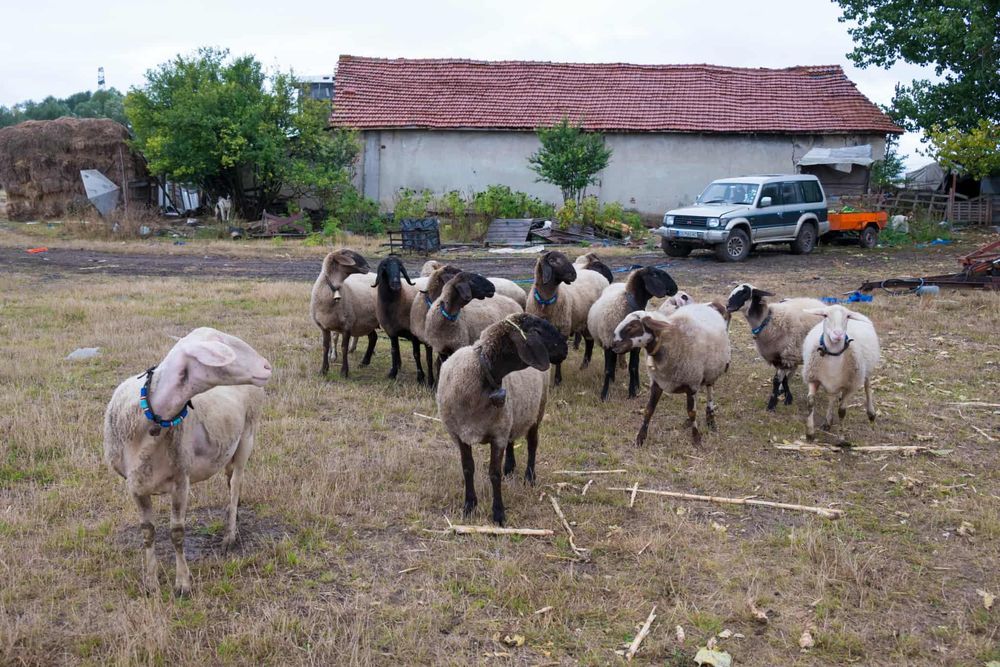 Продавам 15 Овце,1 коч,агнета и шилета