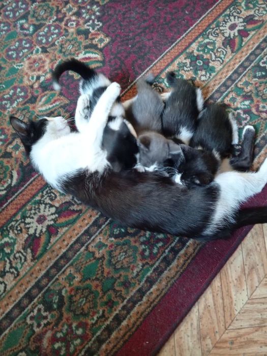 Продаюся кошки 1,5 месяца. Мушуклар сотилади
