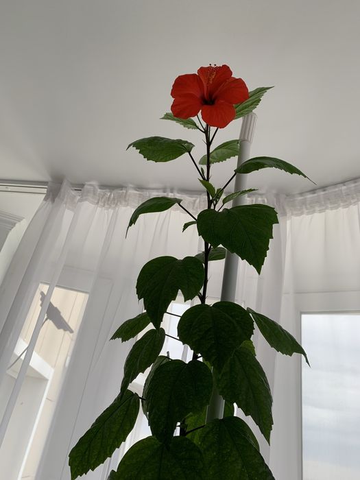 Китайская роза, 3 м высоты