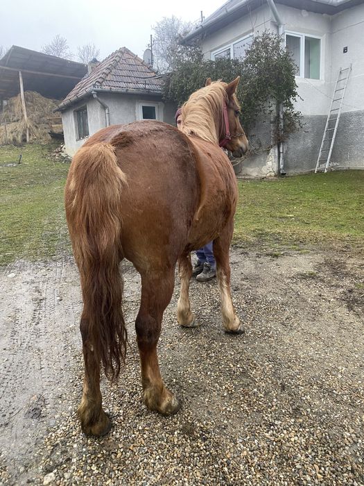 Vand iapa sarga de 3 ani