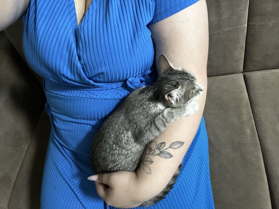 Кошечка ищет дом срочно