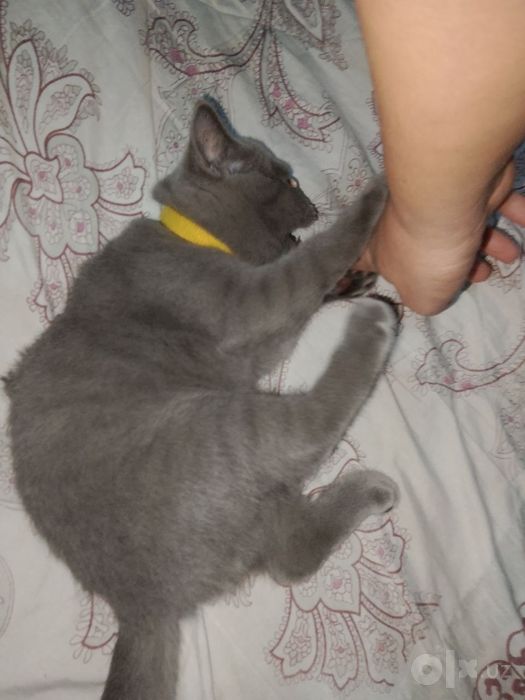 British shorthair