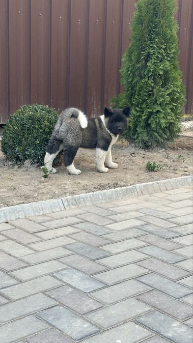 Щенки Американской акиты