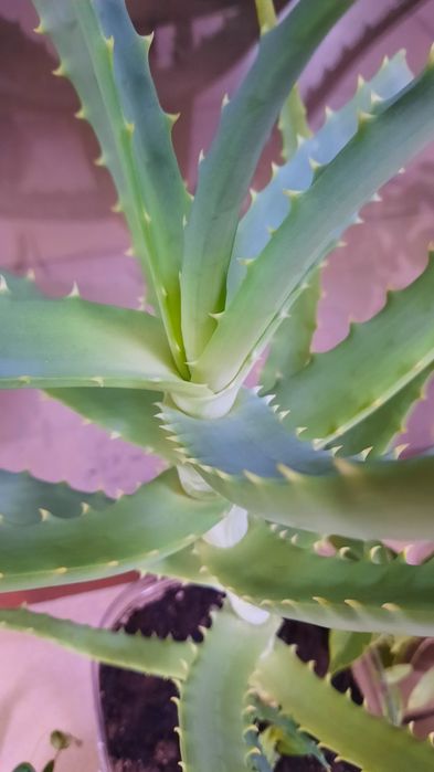 Продам алоэ возраст 4 года