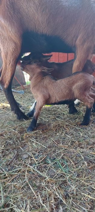 Capra cu lapte alpina