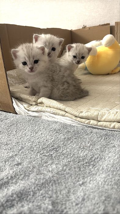 Породистые милые котята