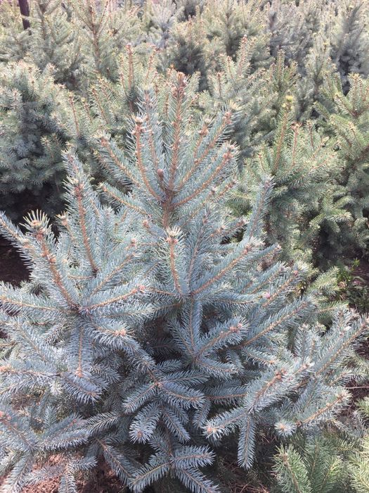 Galuboy yel archa sotiladi rasiski