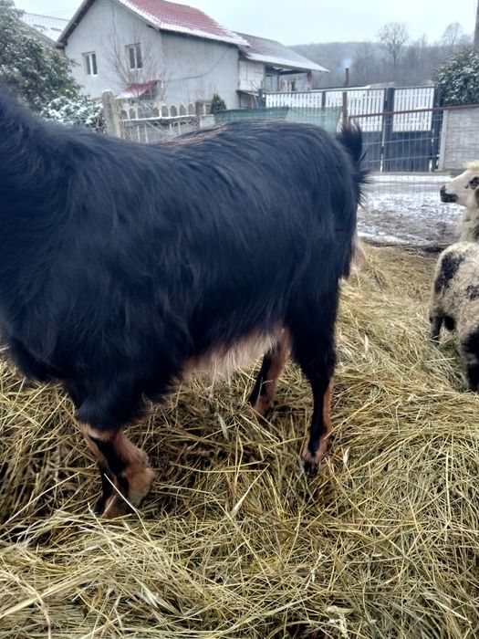 Vînd o capră și douo iedițe gemene