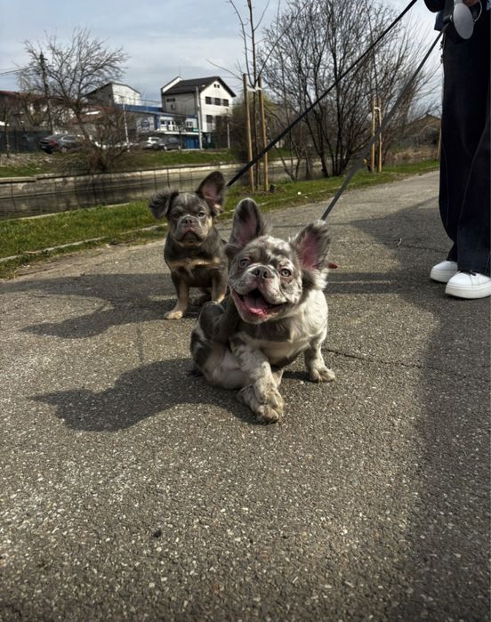 Plimbari Caini sector 1,2,3,4,5