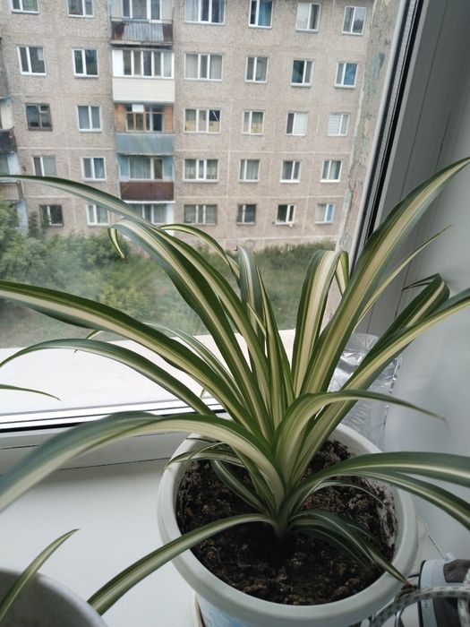 Хлорофитум комнатный