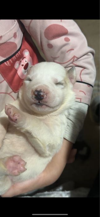 Алабай щенки …….