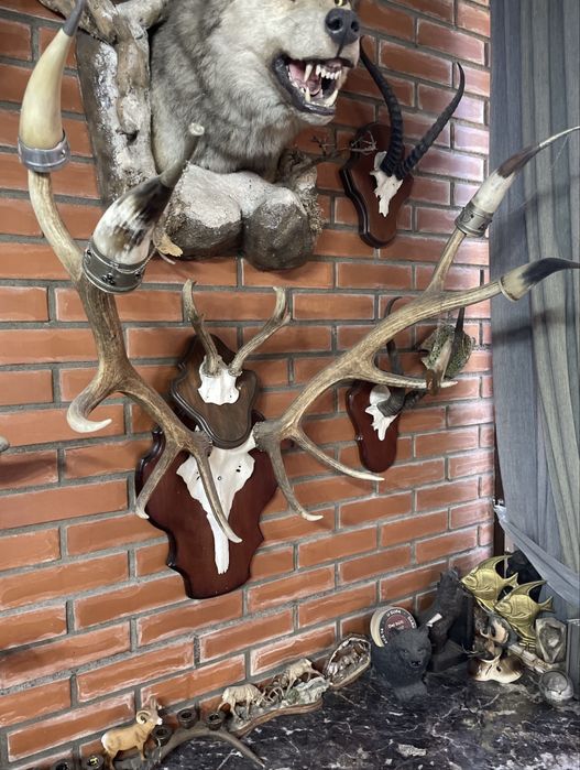 Продам декоративные рога