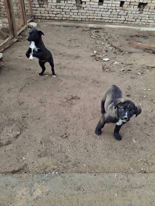 Собака одается в хорошие руки