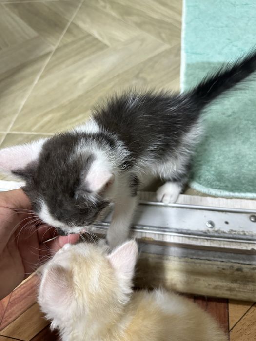 Отдам котят в добрые руки