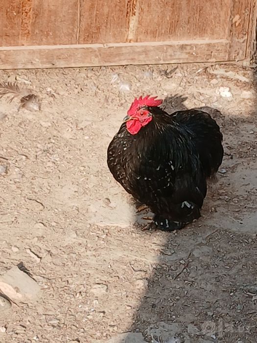 Продам 4 японки оптом