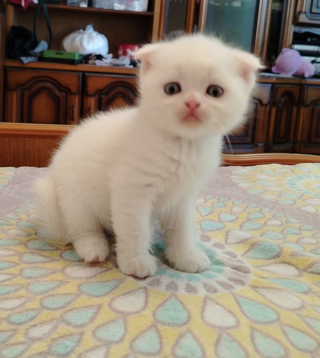 Белые шотландские вислоухие котята