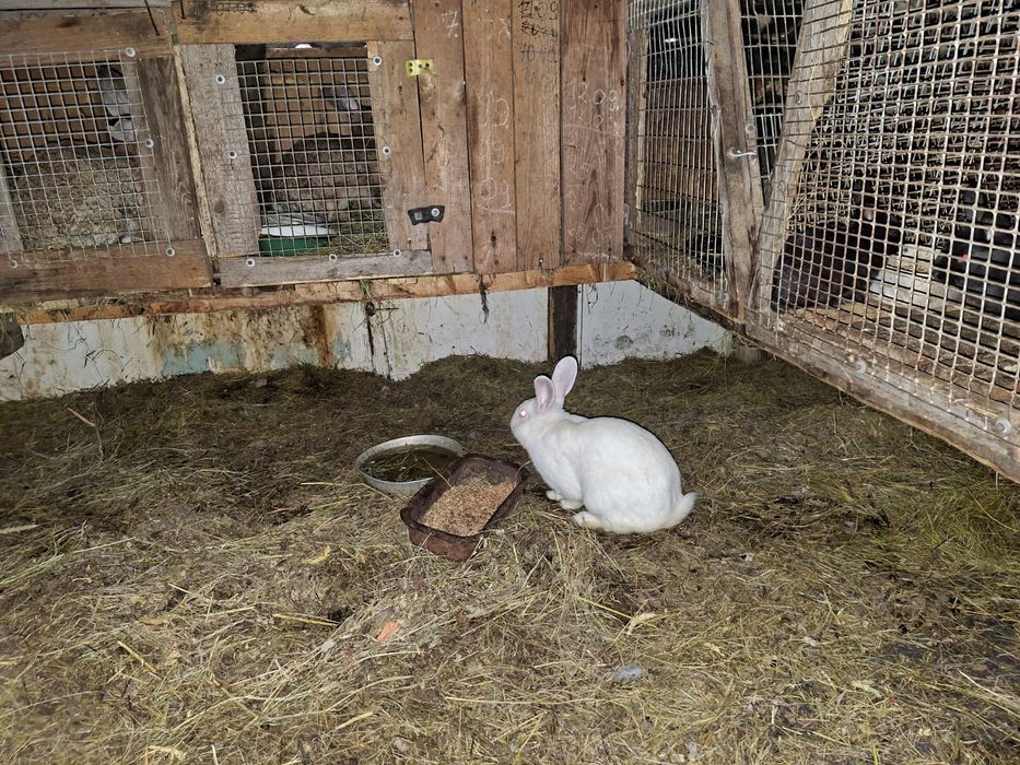 Продам кроликов разного возраста.