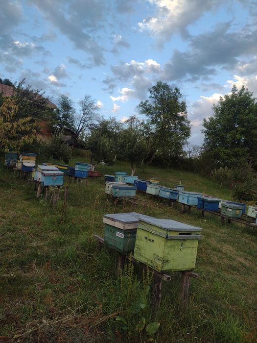 Miere poliflora și rapiță.