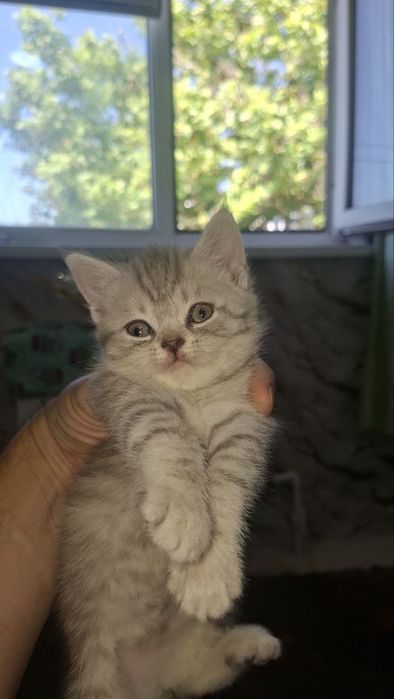 Котята шотландские веслоухие