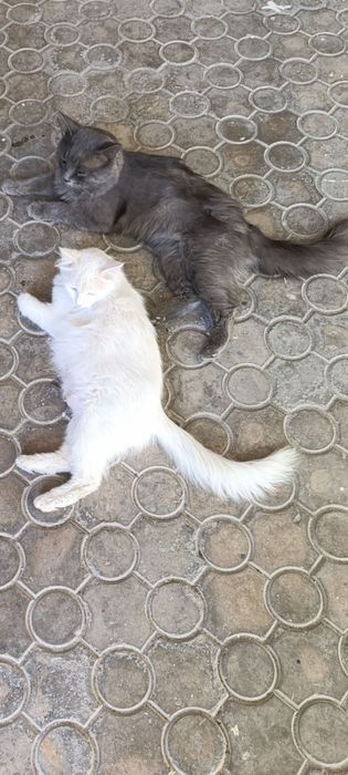 Продам 2 котят (турецская ангора)