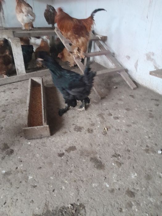 Puicuțe motate    .