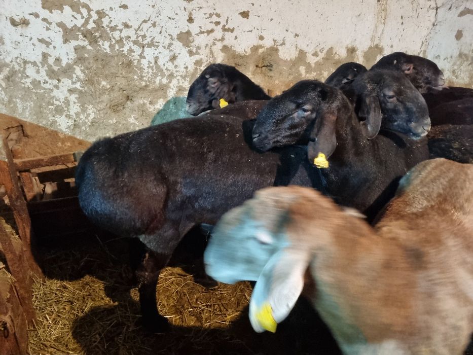 Қошқар сатылады 1 жасарлар.