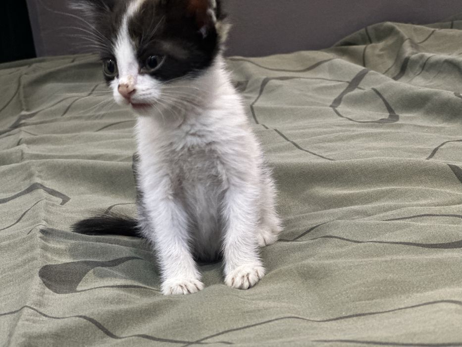 кошка, девочка в добрые руки