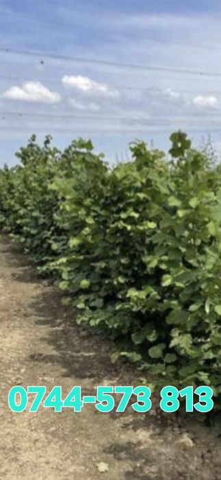 Meri.Ciresi.Par.Catina.Aluni.Nuci.Rodiu Kaki Visin Prun:Plantare  RO