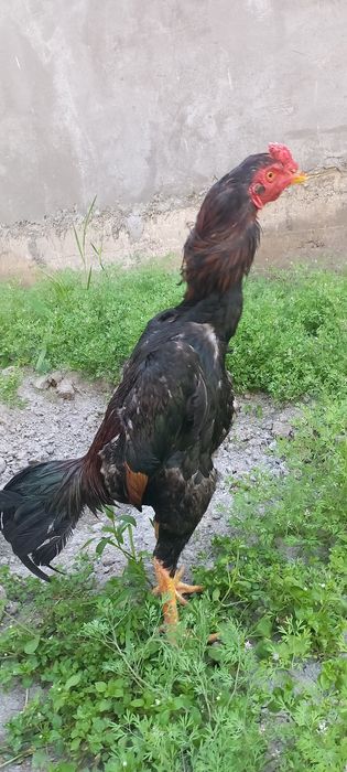 Erik bilan mashinada porno