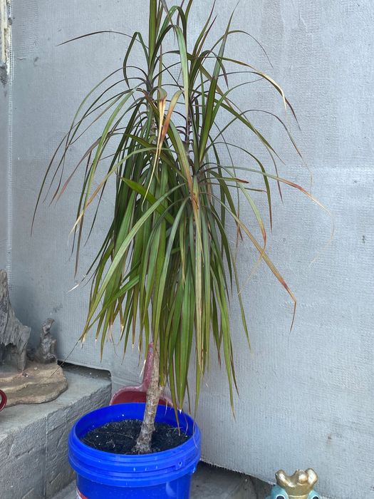 Planta Dracaena marginata