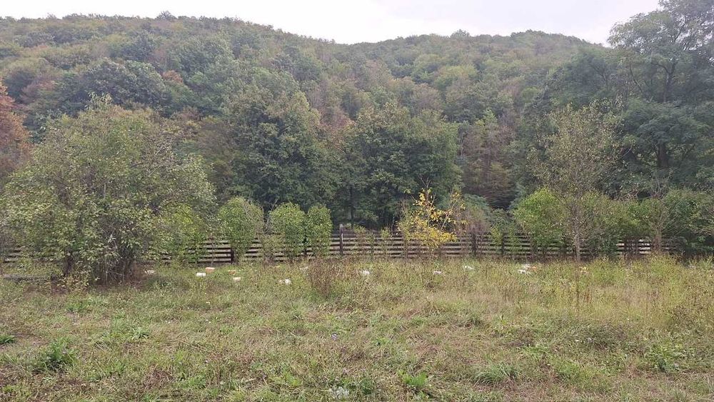 Grădină pe Valea Bârzăvii