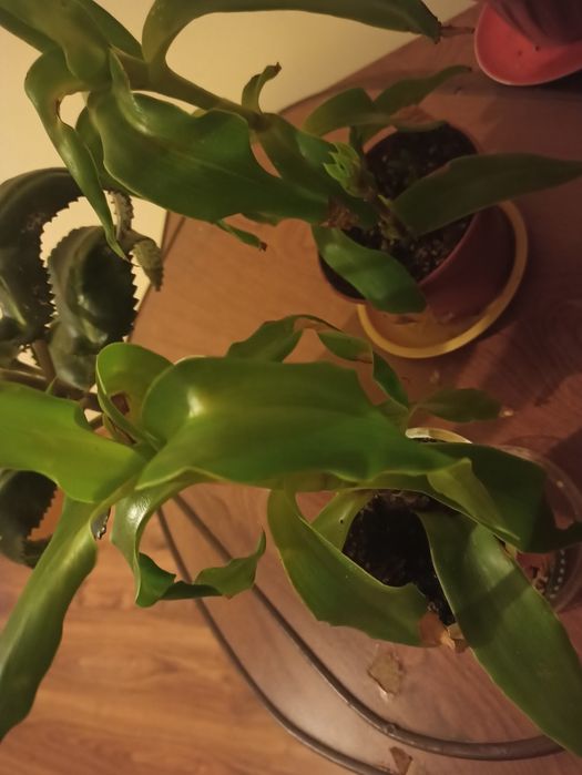 Продам цветы каланхоэ и золотой ус