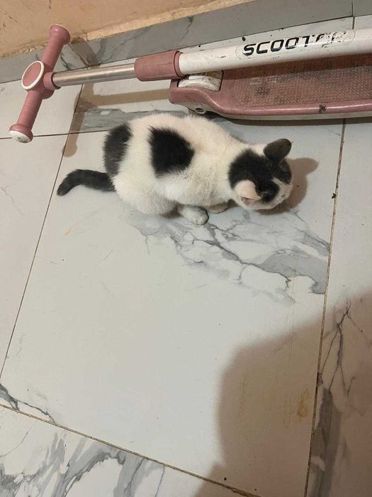 Котенок, 4-5 месяцев