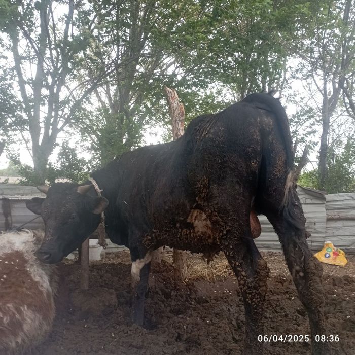 Buqalar sotiladi. Smental