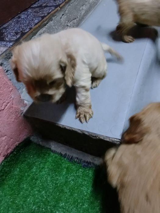 Продавам 2 кученца кокер шпаньол