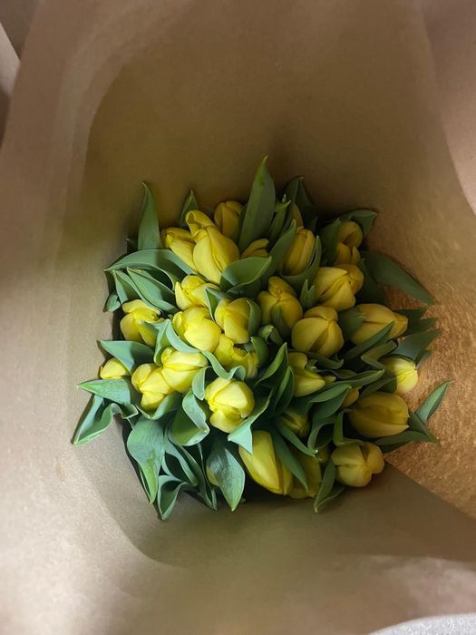 Тюльпаны оптом от 20шт по 500тг