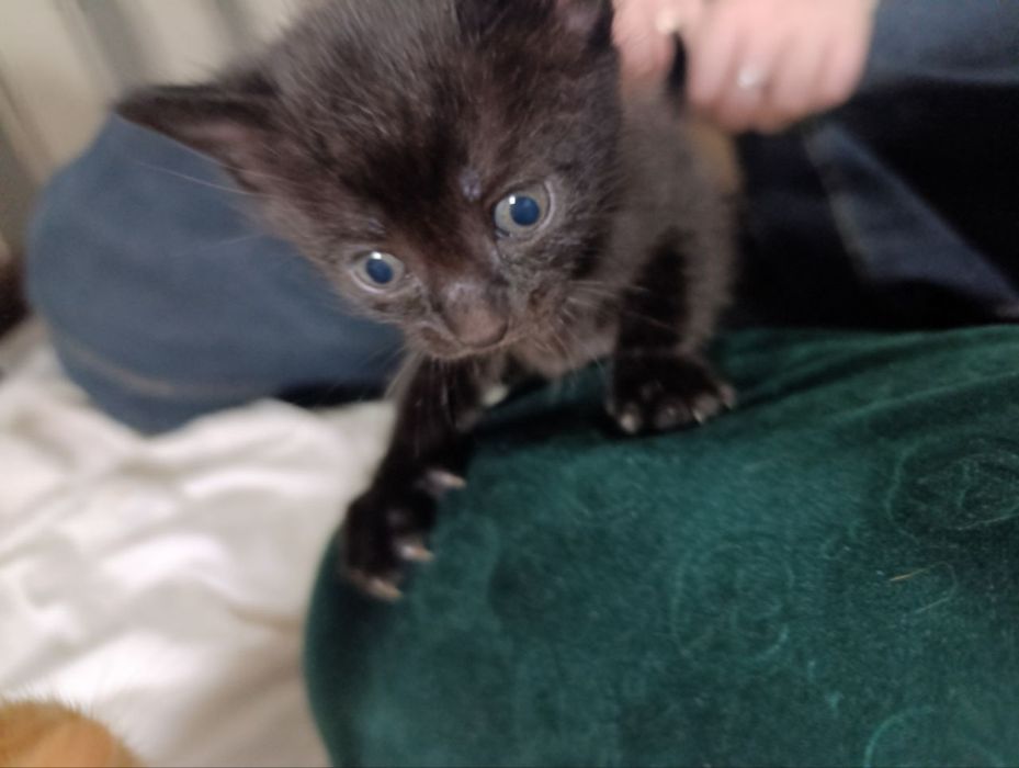 Отдаю кошку и котят в хорошие руки!