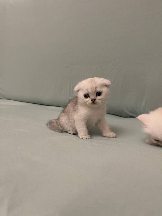 Toza qon mushuklar  2 oylik