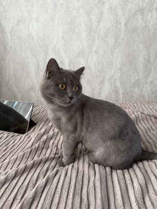 Отдам кошку в хорошие руки