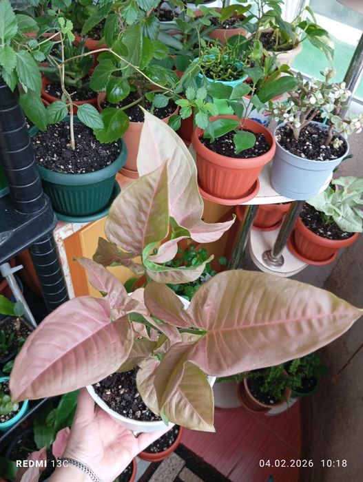 Продам цветы комнатные