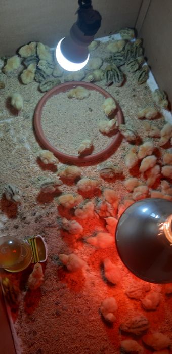 Oua de incubat prepelite polare si jumbo