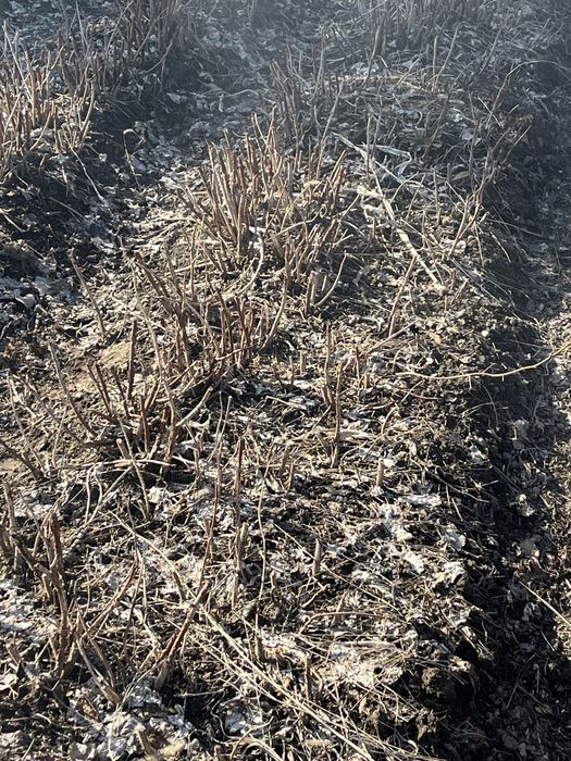 Саженцы малины