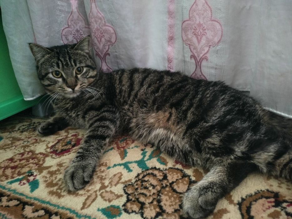 отдаем кошку сергели