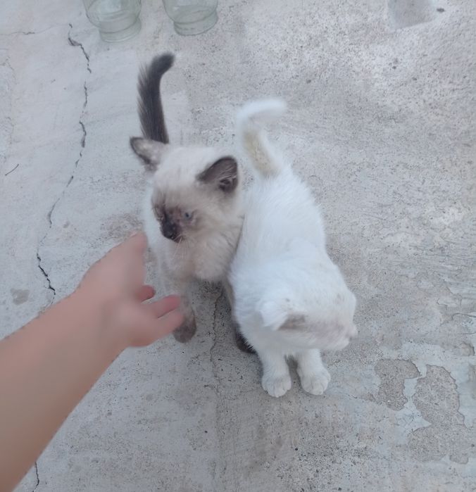 Siyamiski mushuklar