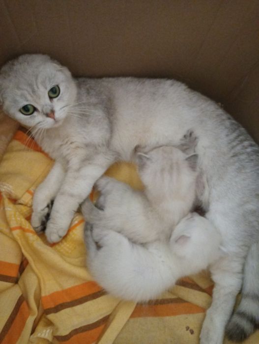 Скоттиш страйт котята