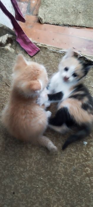 Котята в хорошие руки