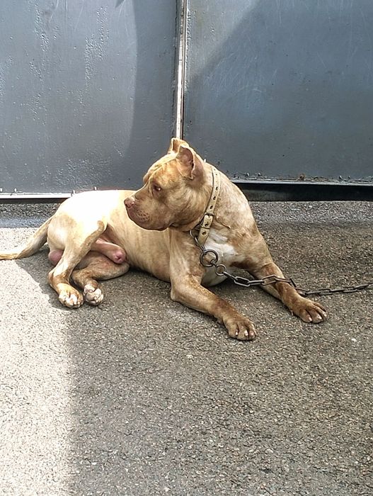 Вязка. Сильный питбуль (кубинец)